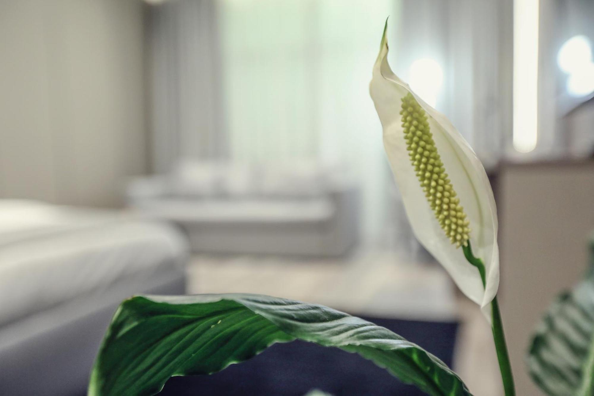 Hotel Dirista Shkodër Buitenkant foto